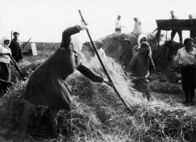 Peasant working in a Jewish Kolkhoz, 1930