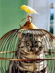 Cat in a cage with a bird looking in.